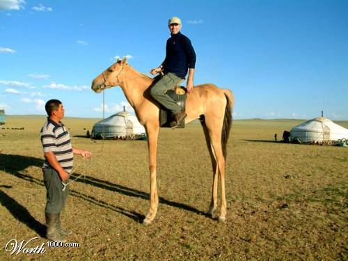 high_horse_0.jpg