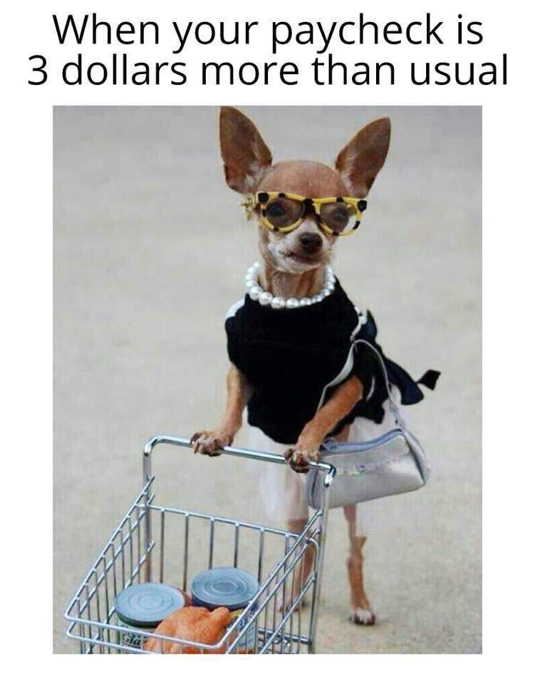 higher paycheck dog.jpeg