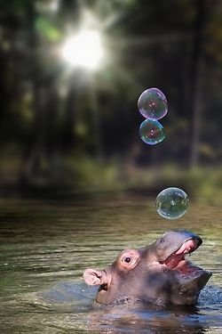hippo-2.jpg