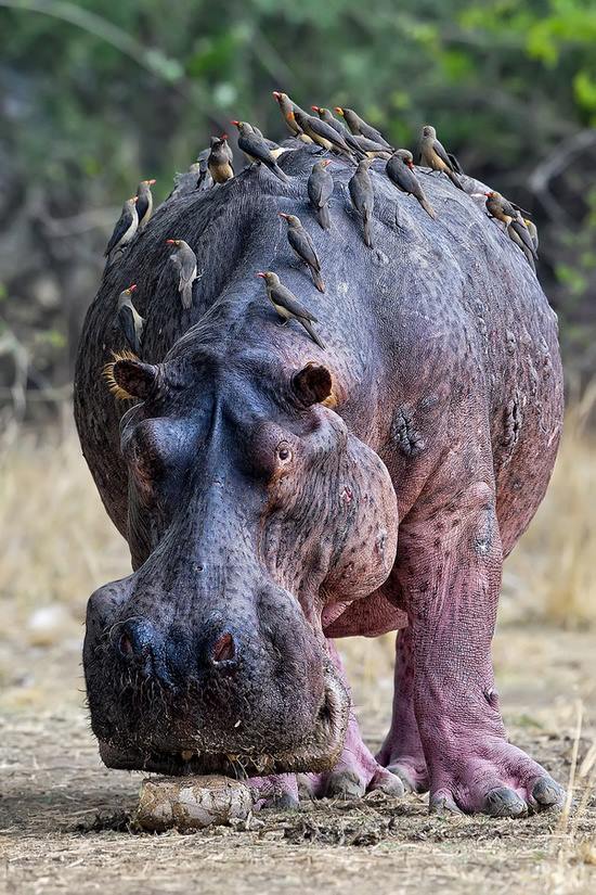 hippo-5.jpg