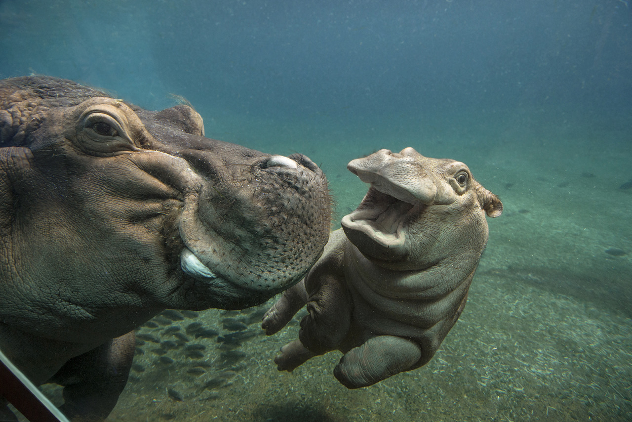 hippo-8.jpg
