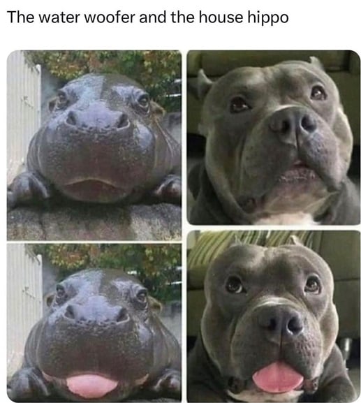 hippo dog.jpg