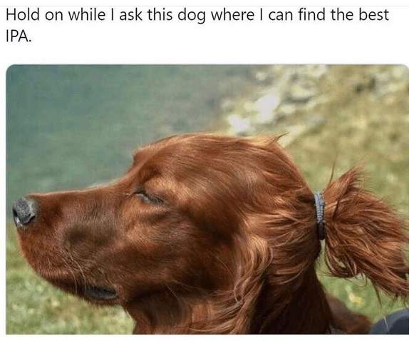 hipster dog.jpg