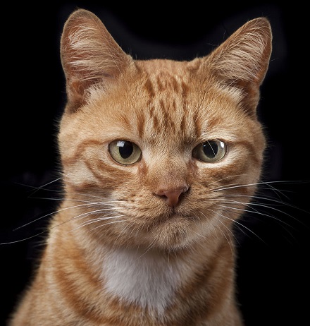 hmm cat.jpg