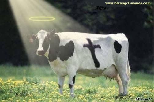 holycow.jpg