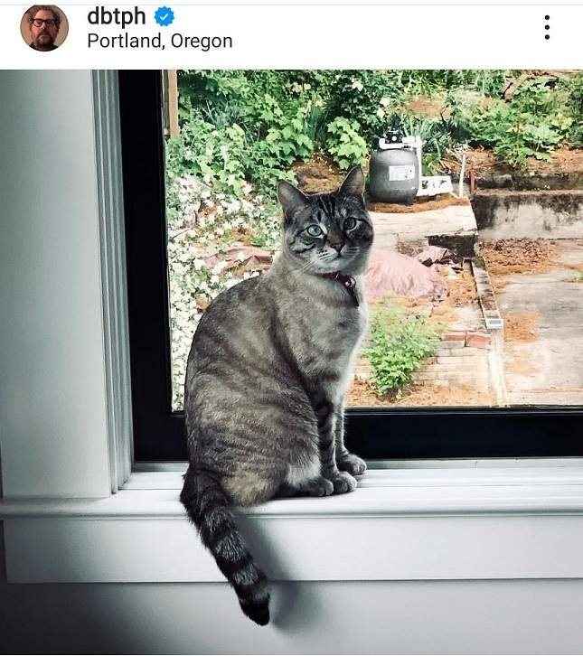 hood cat.jpg