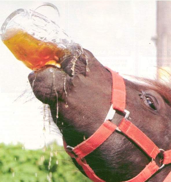 horse drinking beer.jpg