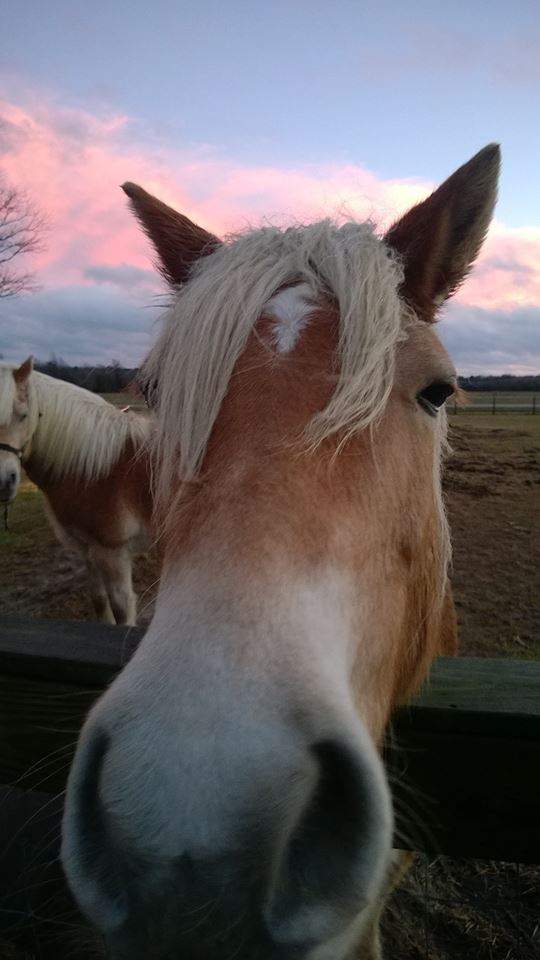 horse.jpg