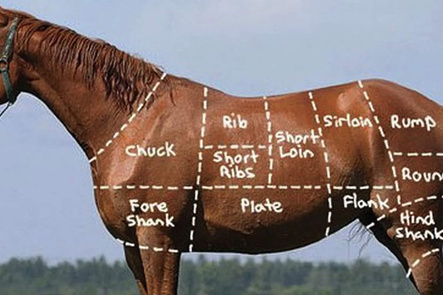 Horse meat.jpg
