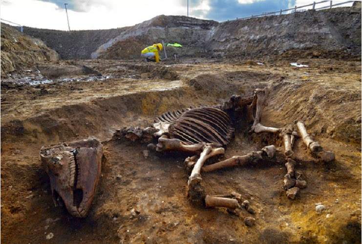 horse skeleton 02.jpg