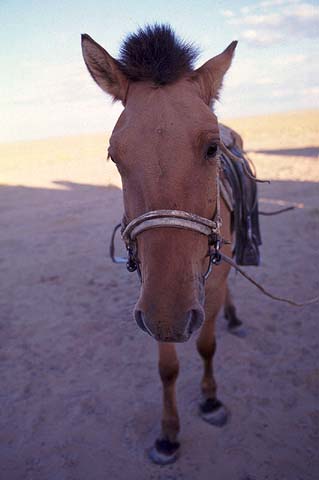 HorseFace_m.jpg