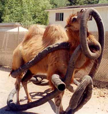 hose2.jpg