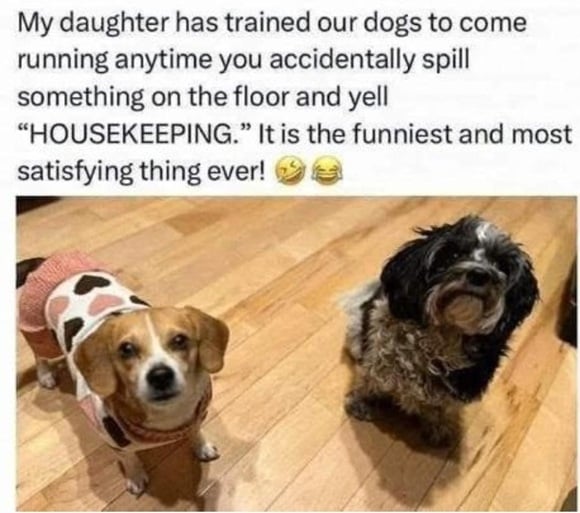housekeeping dogs.jpg