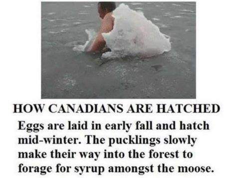 how_canadians_are_hatched.jpg