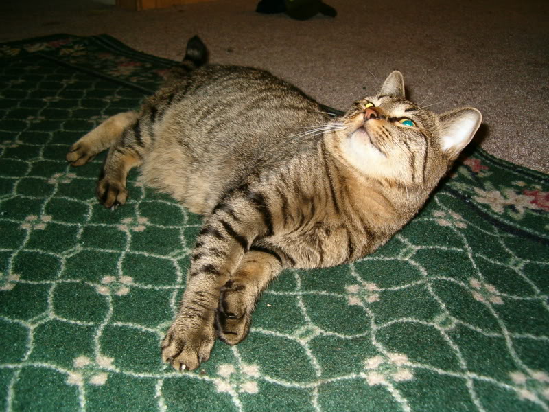 HPIM0378.jpg