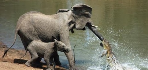 hqdefault28-520x245.jpg