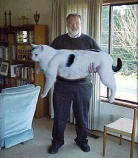 HugeCat1.jpg