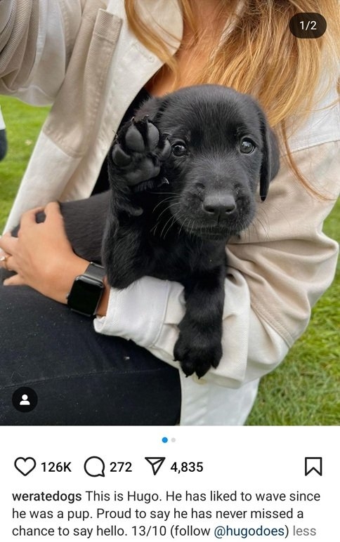 hugo dog.jpg