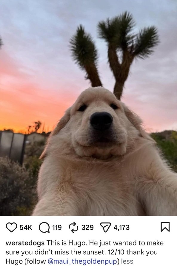 hugo dog.jpg