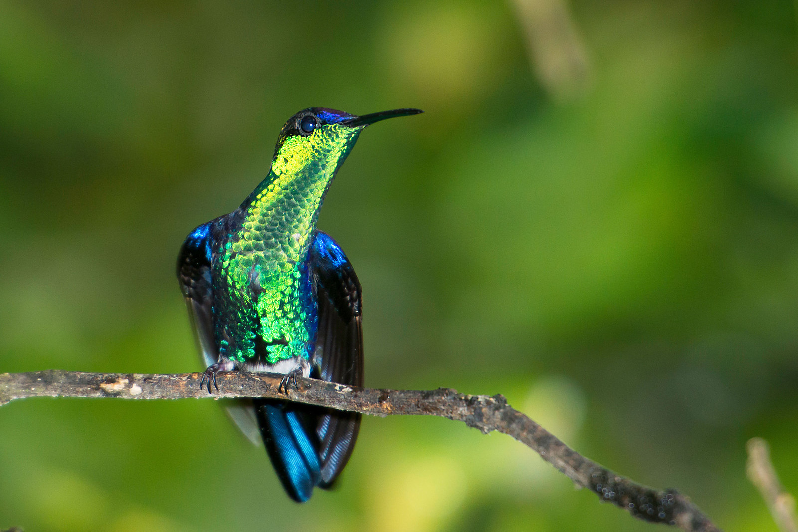 hummingbird-2.jpg