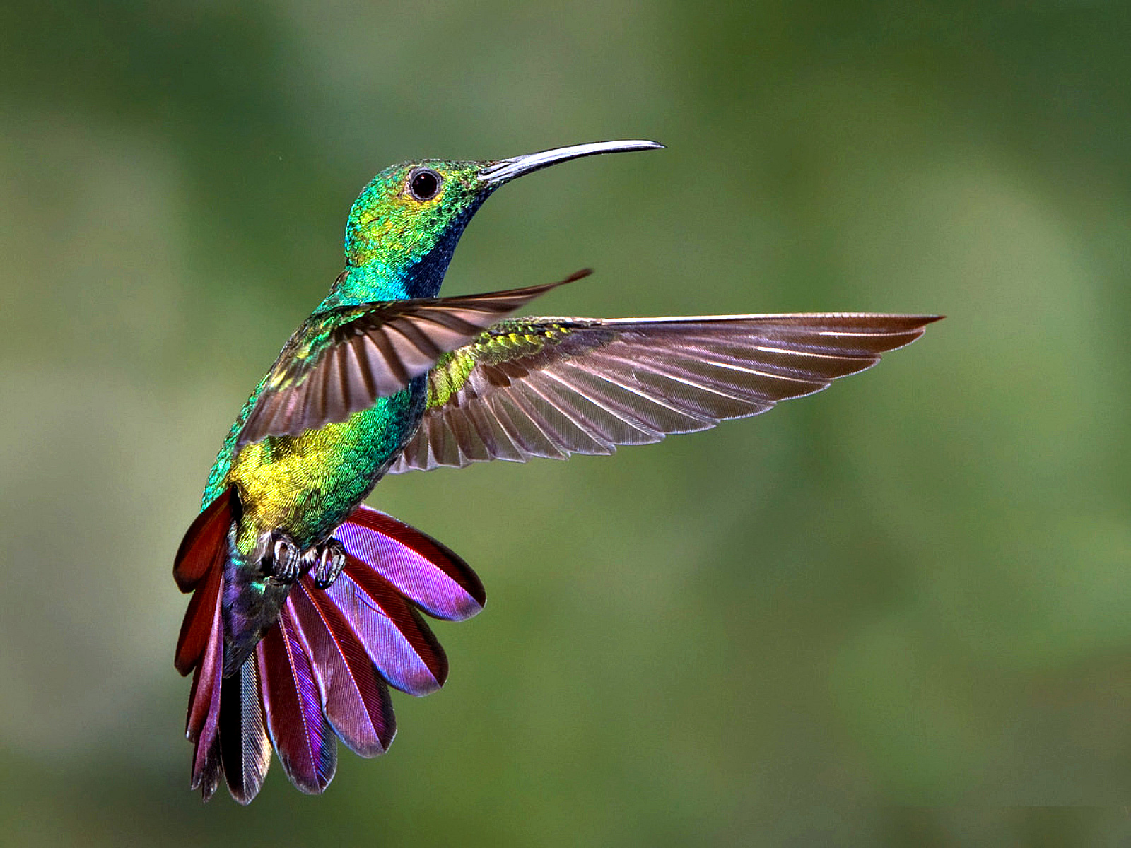 hummingbird-freeze-frame.jpg