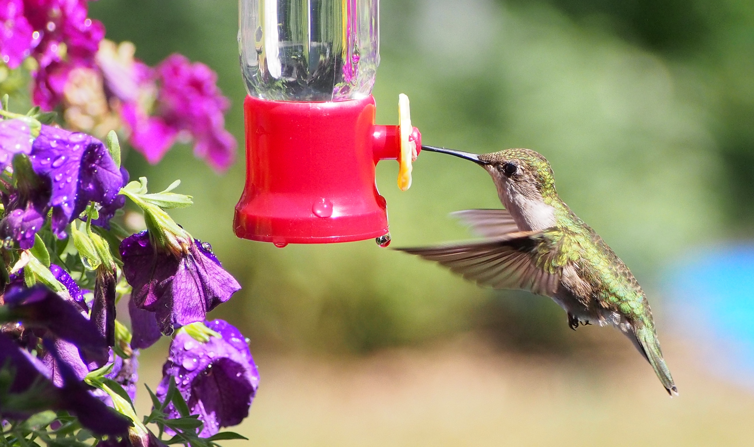 HummingBird.jpeg