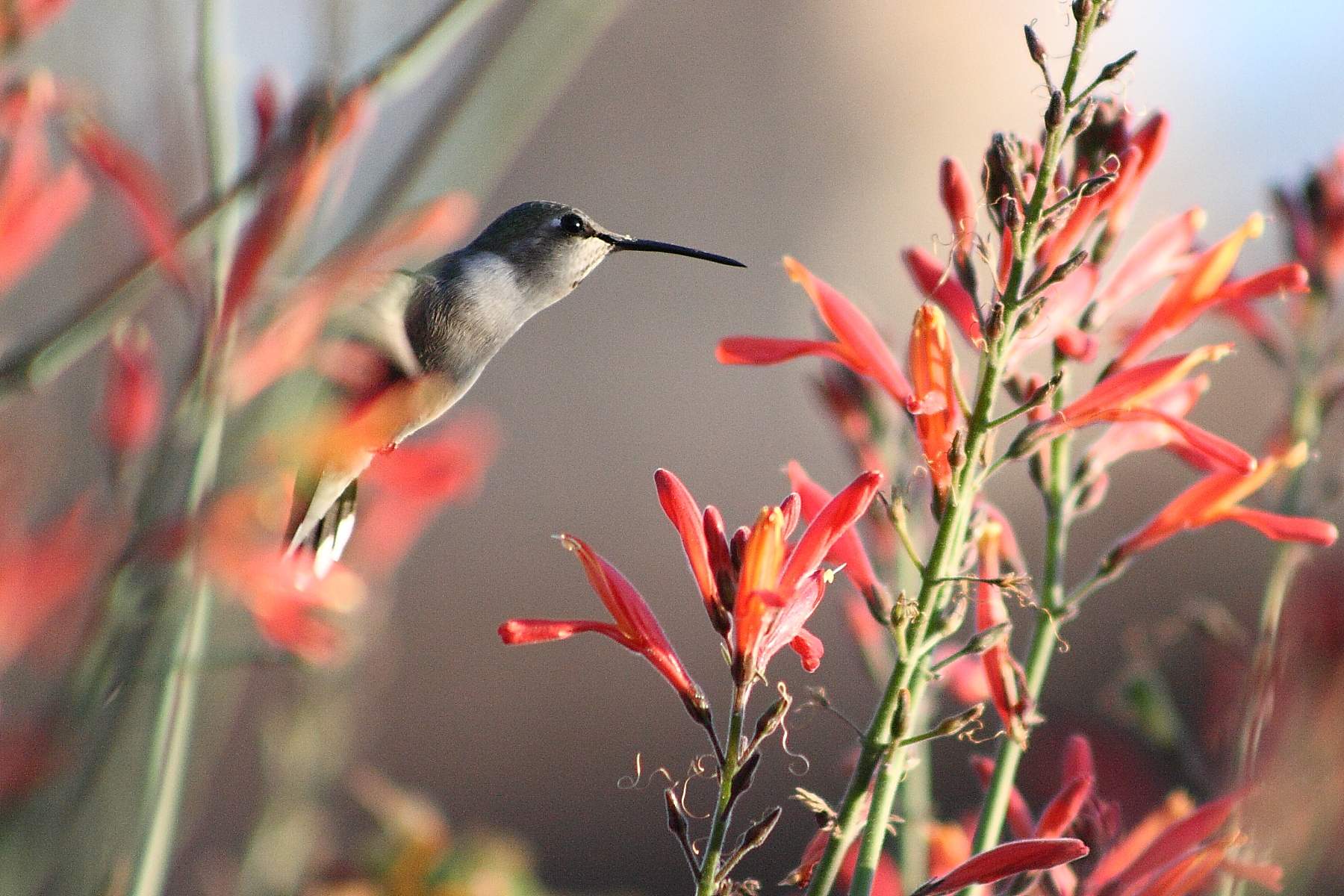 Hummingbirds_0165.JPG