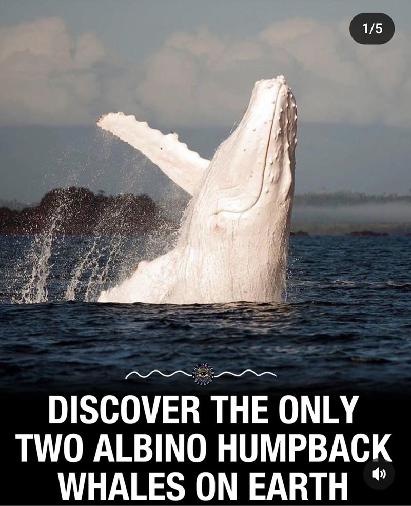 humpback 1 amazing.jpg