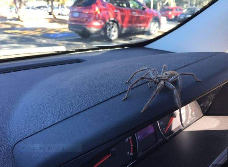 Huntsman.JPG