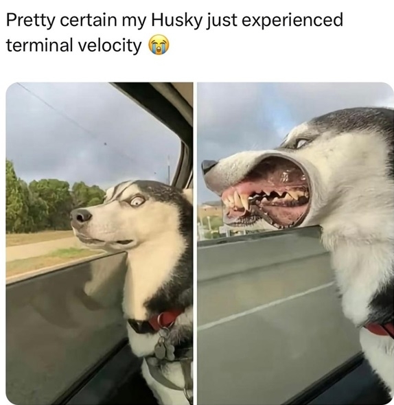 husky.jpg