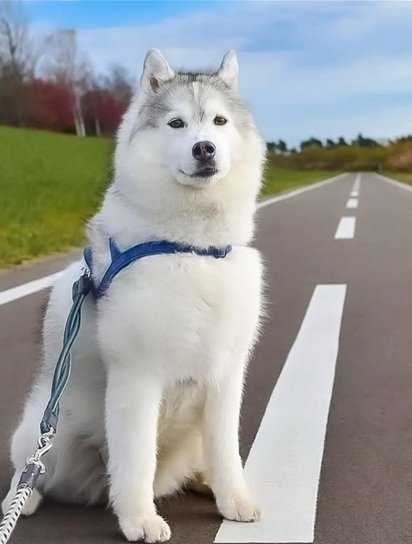 husky.jpg