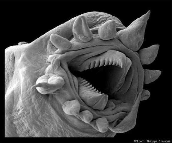 hydrothermal-worm-electron-microscope.jpg