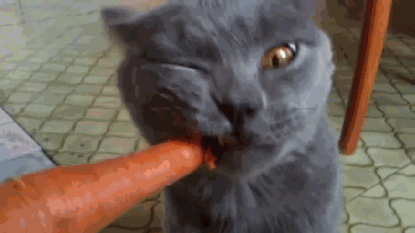 i00SG3o.gif