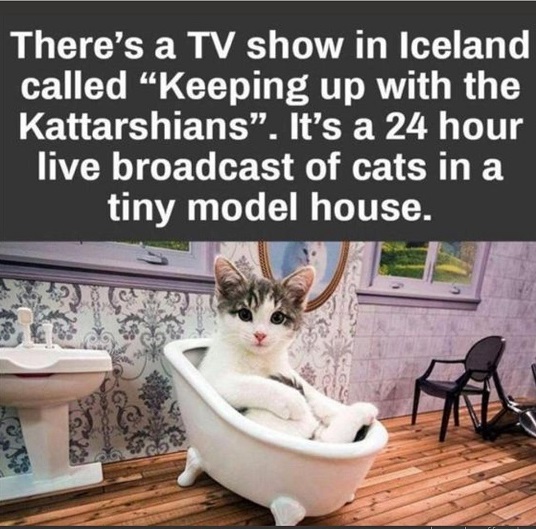 iceland cats.jpg