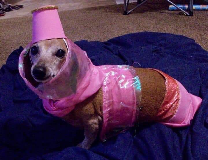 idreamofweenie.jpg