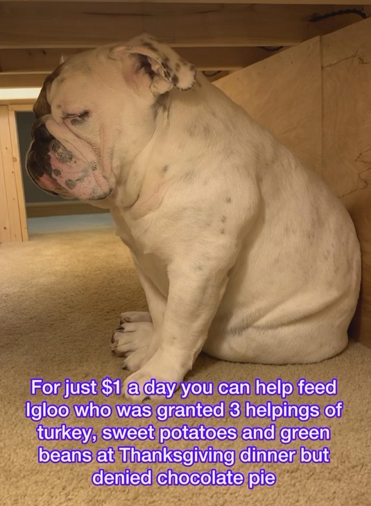 igloo pup.jpg