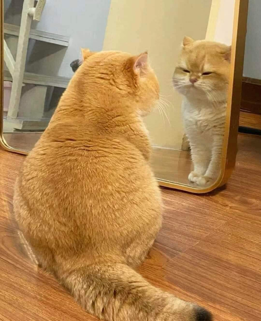 -im-not-fat-.png