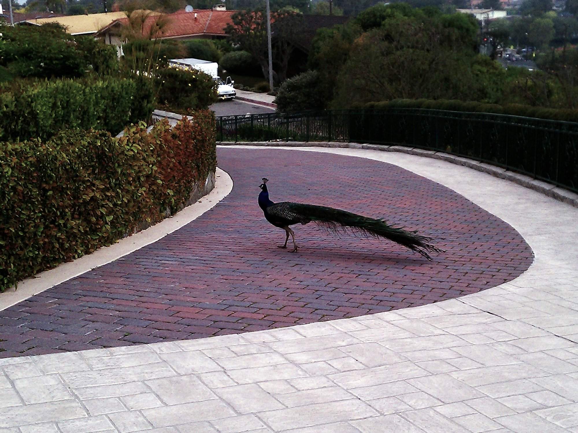 IMAG0123.jpg