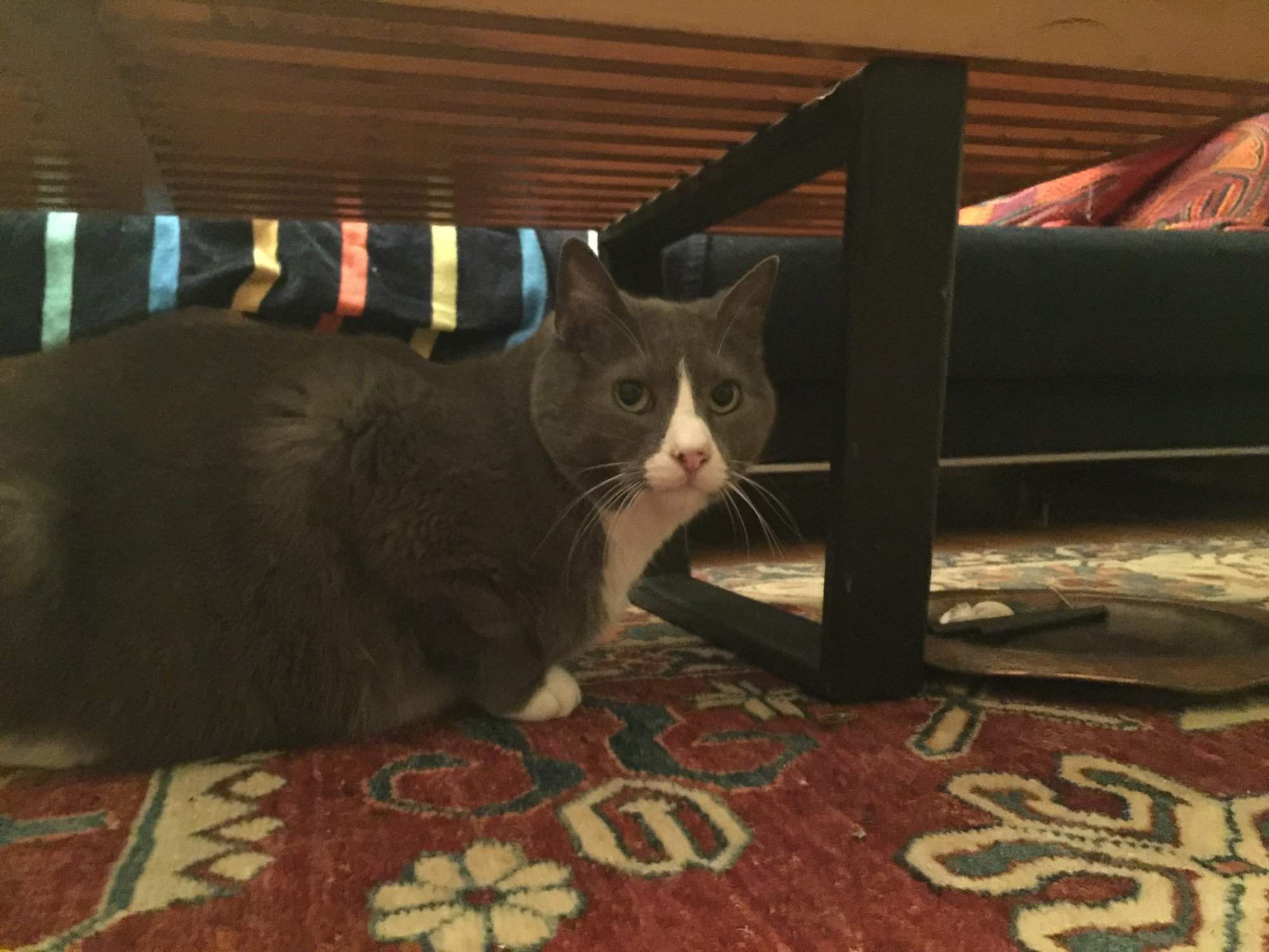 image.jpeg