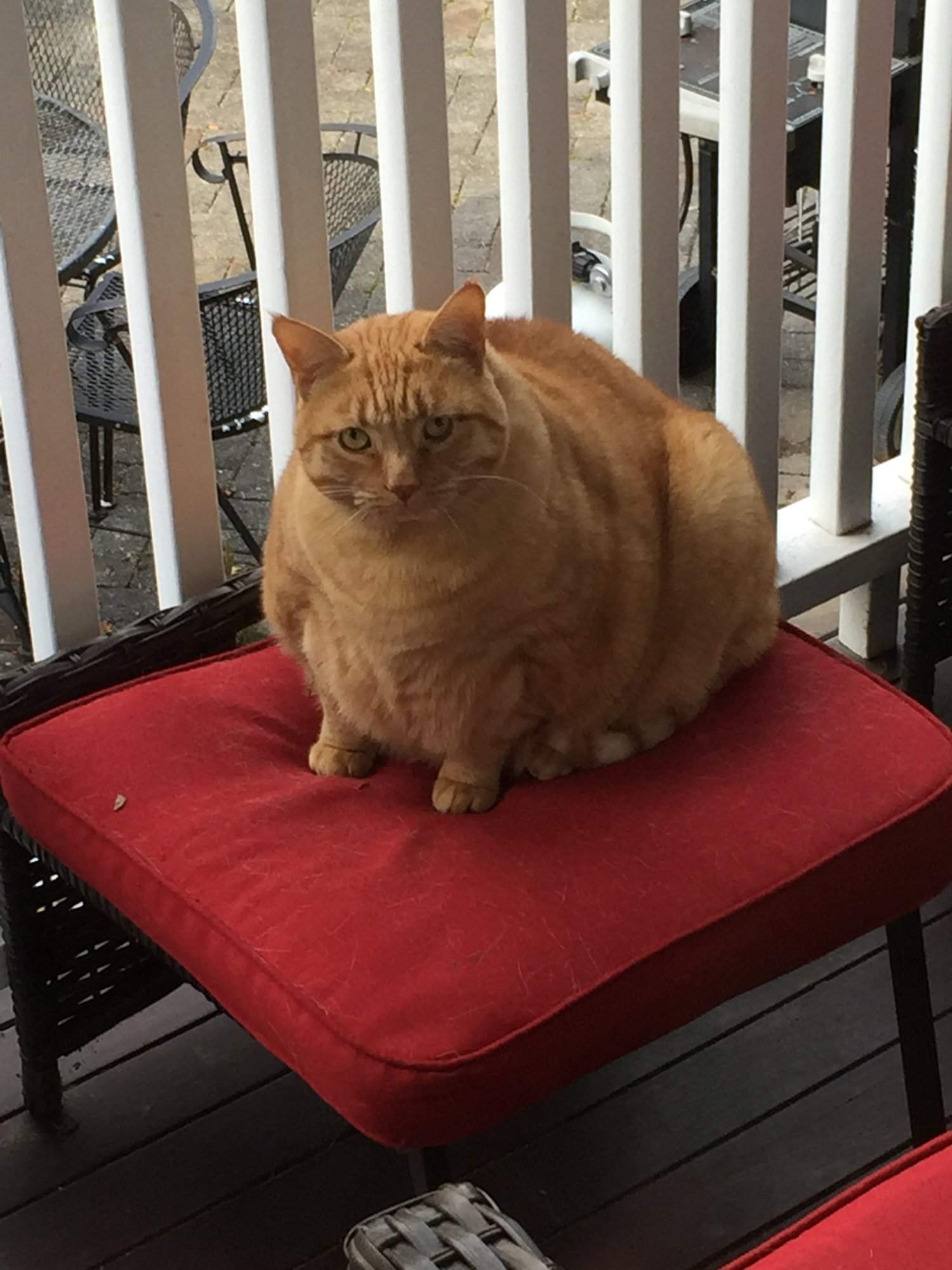 image.jpeg