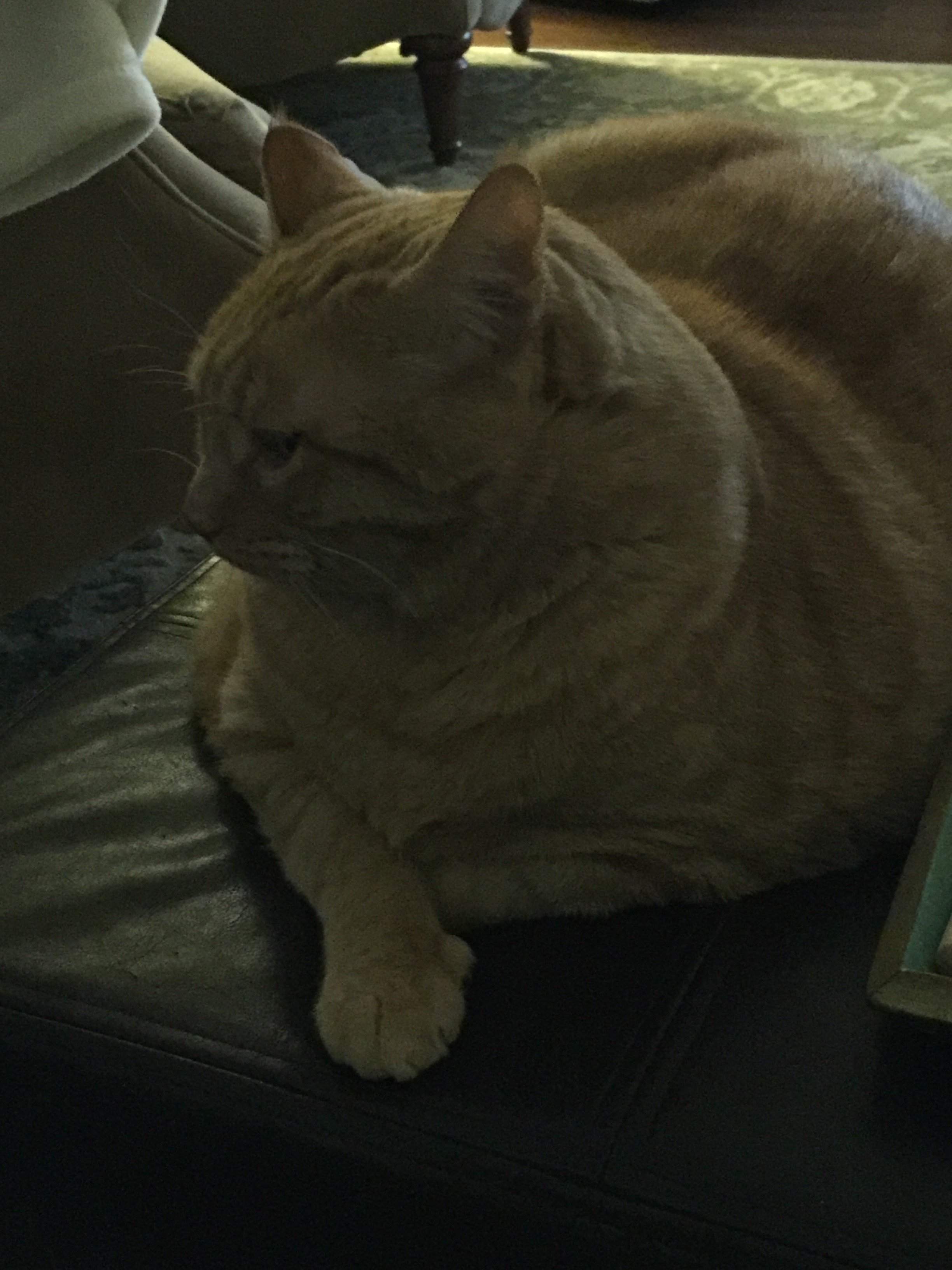 image.jpeg