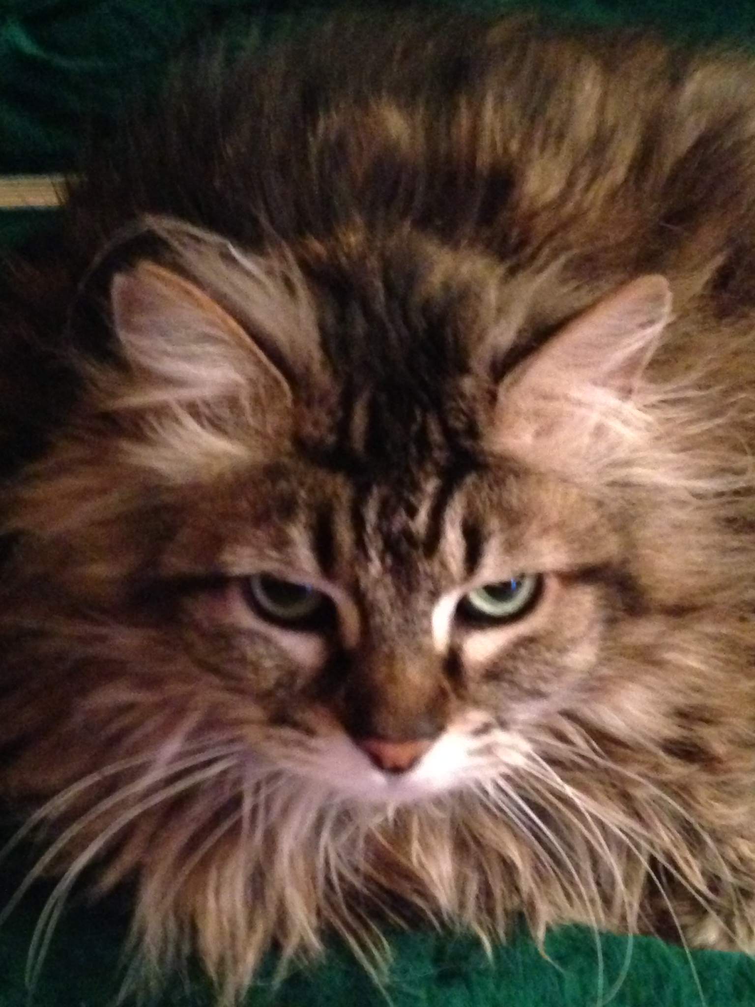 image.jpeg