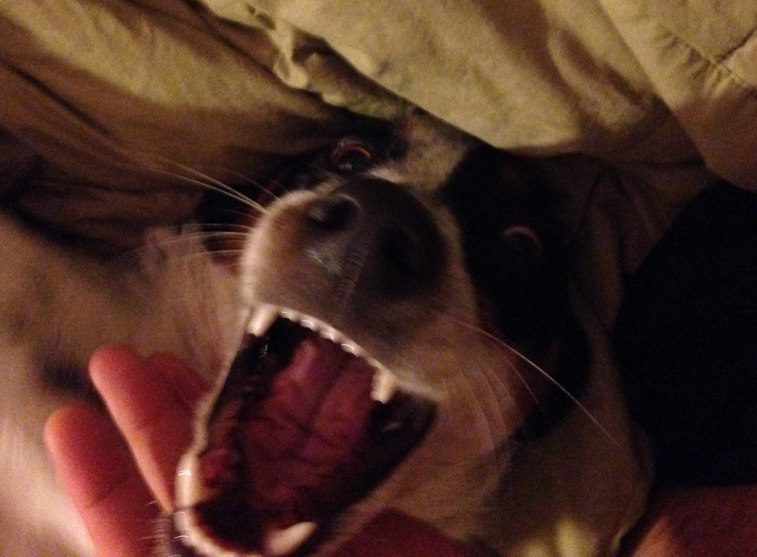 image.jpeg