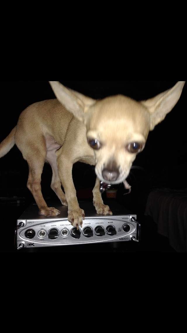 image.jpeg