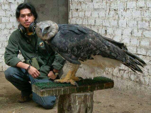 Image result for harpy eagle.jpeg