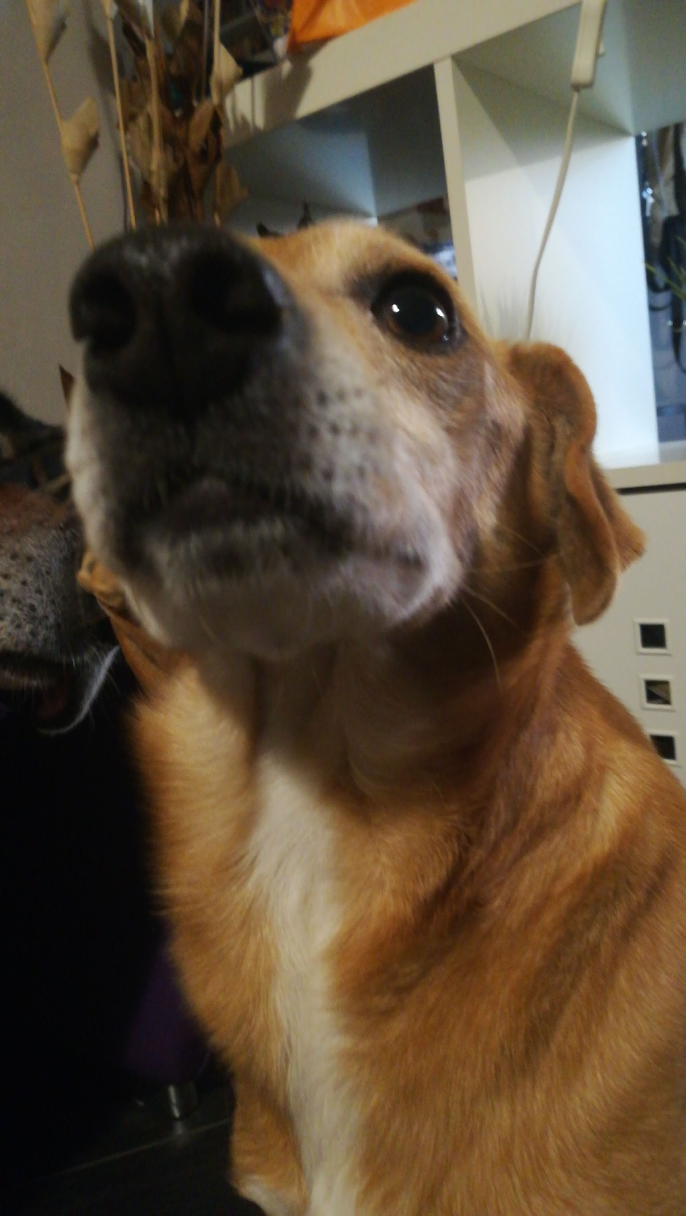 IMG-20190307-WA0037.jpeg
