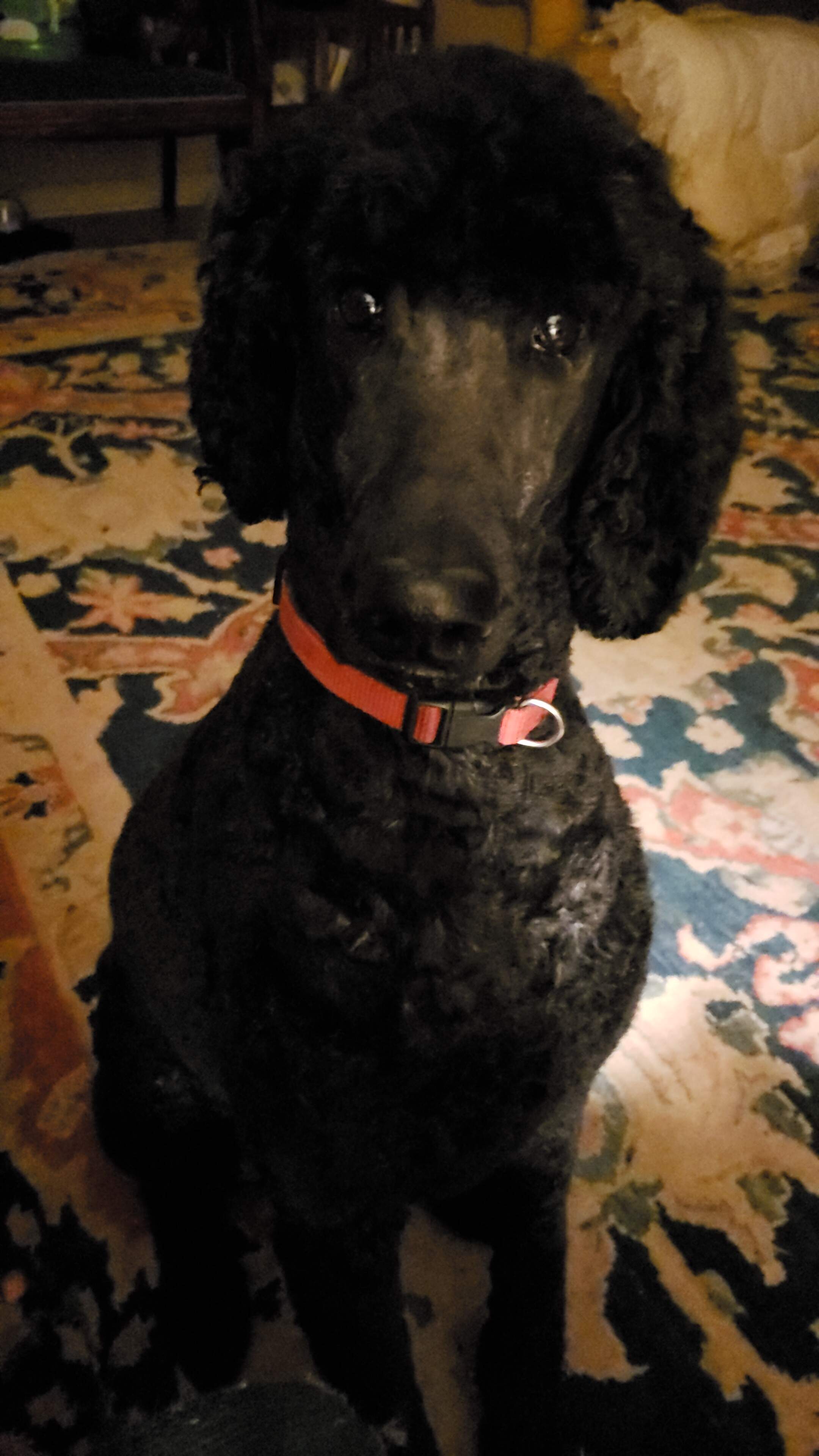 IMG-20190314-WA0015.jpeg