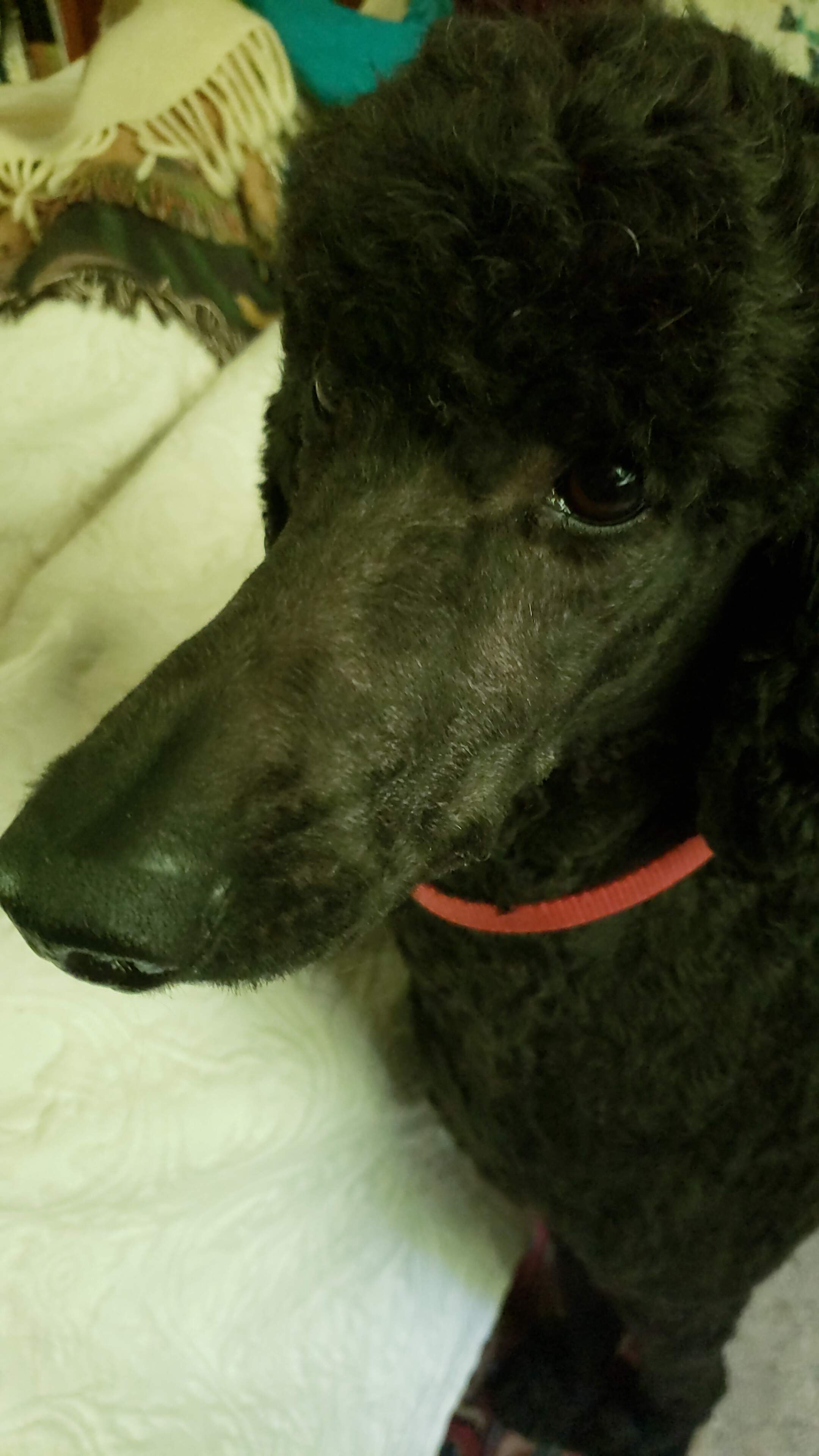 IMG-20190614-WA0005.jpeg