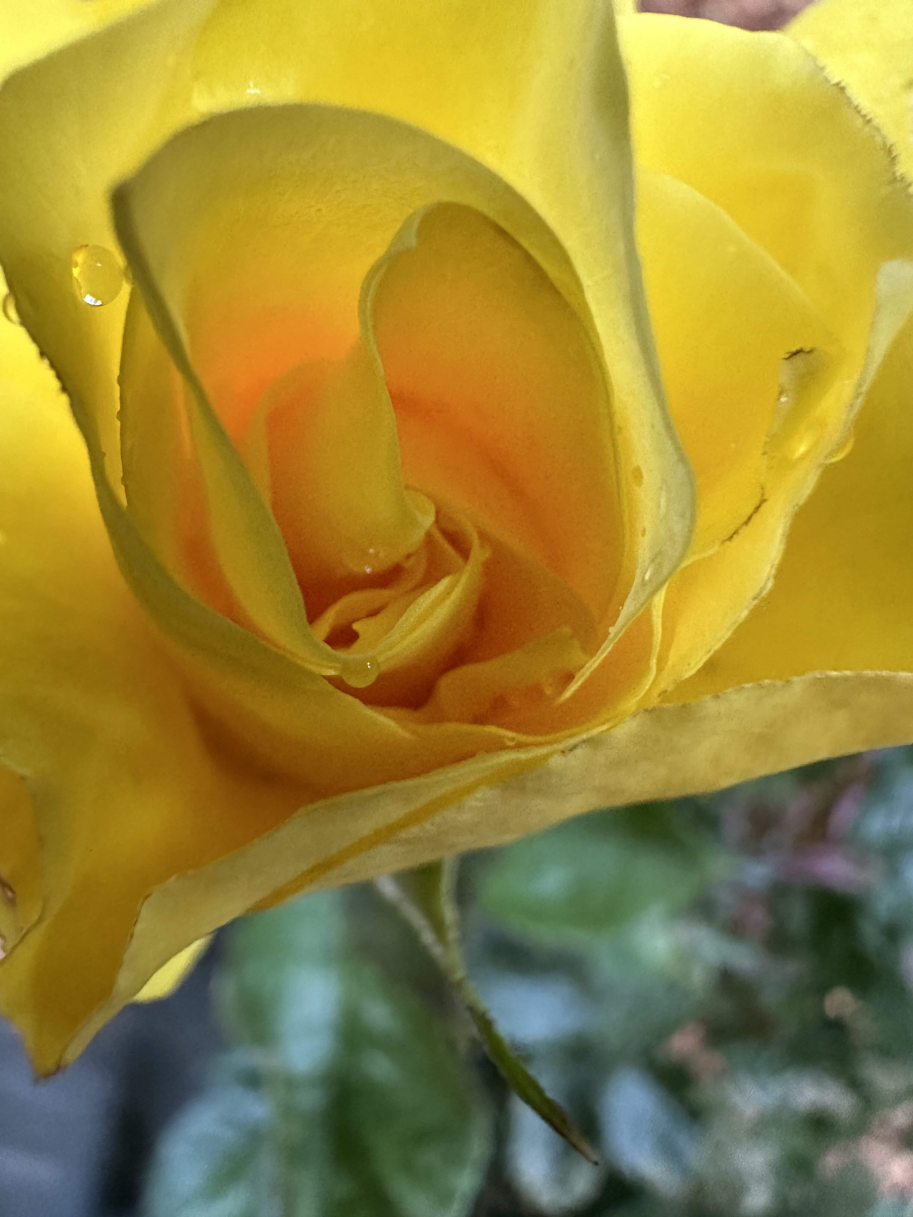 IMG_0017.jpeg