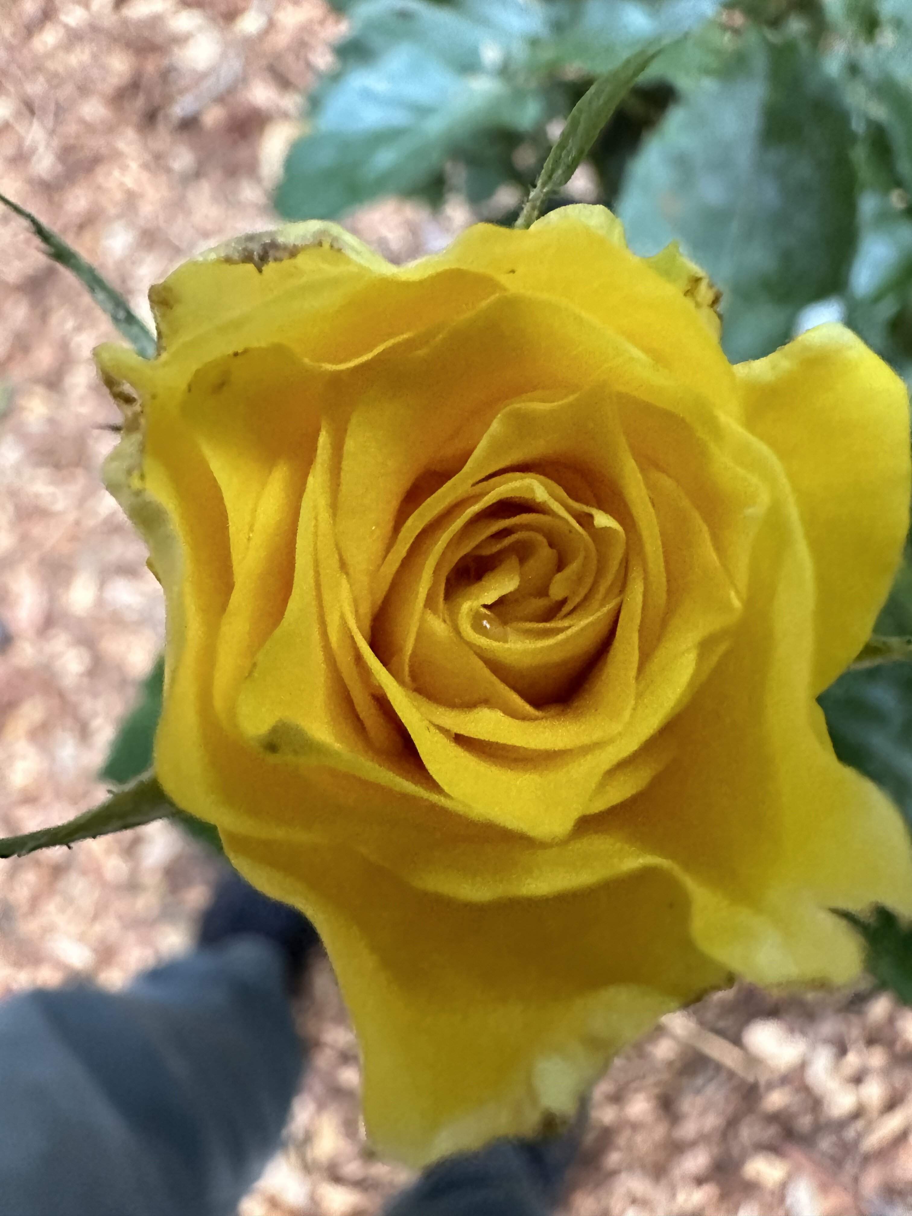 IMG_0020.jpeg